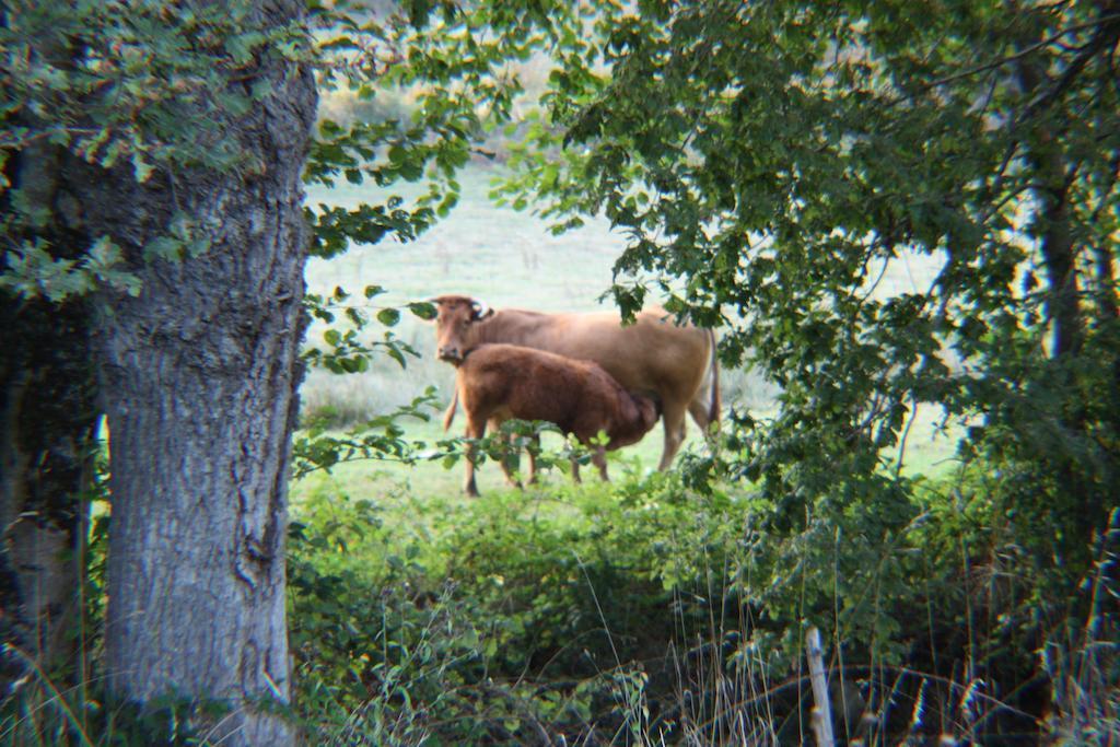River Cottage Balledent Rom bilde
